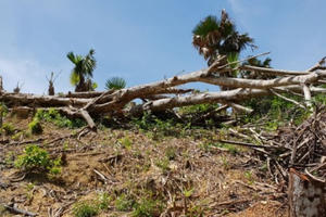 Nghệ An: Phá rừng ở Quỳ Châu đến mức báo động