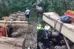Mật phục bắt giữ đoàn “lâm tặc” đang khai thác, vận chuyển gỗ trái phép