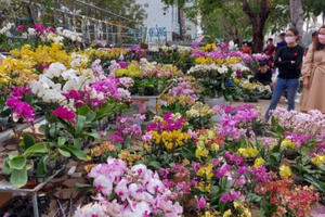 Nghệ An: Cho phép kinh doanh hoa, cây cảnh Tết tại 8 khu vực tại thành phố Vinh