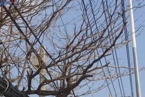 TP HCM: Cây chết khô bất thường, nguy cơ gãy đổ trúng người đi đường