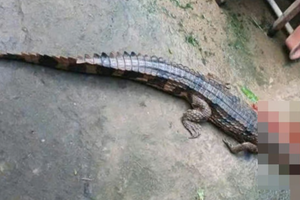 Phạt 315 triệu đồng chủ nuôi cá sấu sổng chuồng tấn công thầy giáo