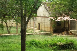 Đề xuất tịch thu hổ tại trang trại có hổ vồ người