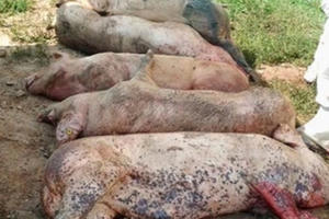 Bản tin Tiêu dùng 72h: Dịch tả lợn châu Phi vào Việt Nam, người dân ngại ăn thịt lợn