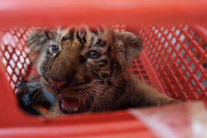 7 cá thể hổ đông dương được giải cứu về với Vườn quốc gia Pù Mát