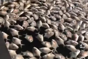 Cá chim vây vàng chết hàng loạt ở Vân Đồn, chính quyền khẩn cấp kiểm tra nguyên nhân