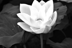 Chức vụ càng cao, đức càng phải lớn