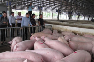 Người nuôi heo tiếp tục lỗ