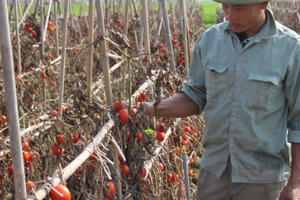 Cà chua chín đỏ ruộng, không ai mua… dân xót xa để rụng, thối ngoài đồng