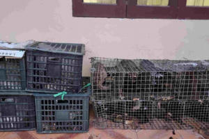 Nhím, cầy hương “chui” xe khách