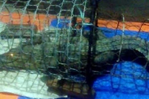 Hà Nội: Người dân lo lắng, chính quyền vào cuộc tìm kiếm cá sấu trên sông Tích