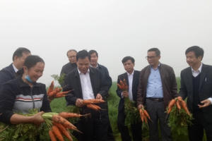 Bộ trưởng NN&PTNT thích thú thưởng thức cà rốt sạch ngay tại ruộng