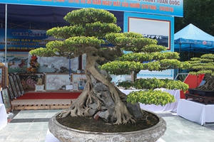 “Siêu cây Việt Nam” giá 23 tỷ đồng khiến giới chơi cây "sửng sốt"