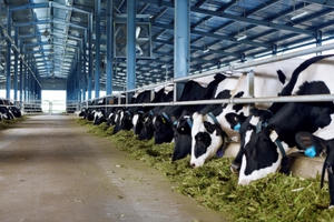 Vinamilk đưa vào hoạt động trang trại bò sữa thứ 7 tại Hà Tĩnh