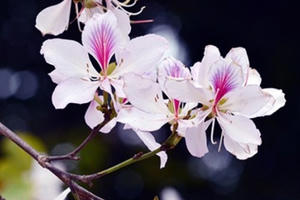 Lên Điện Biên đắm mình cùng điệu múa, tiếng khèn trong Lễ hội hoa Ban