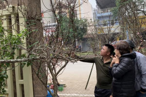 Bán cành đào dân bản có tiền ăn Tết, không thể ách tắc vì 1 con tem