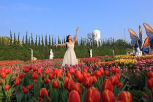 Phiêu lưu trong xứ sở hoa tulip diệu kỳ ngay tại Việt Nam - giấc mơ có thật Phiêu lưu trong xứ sở hoa tulip diệu kỳ ngay tại Việt Nam - giấc mơ có thật