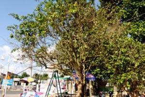 Mai vàng trăm tuổi giá 3 tỷ đồng được rao bán trên vỉa hè Cần Thơ