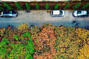 Hà Nội đẹp dịu dàng sắc hoa mùa cây thay lá