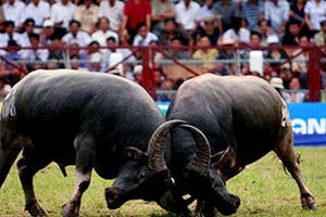 Lễ hội 2018 'nóng' chuyện chọi trâu