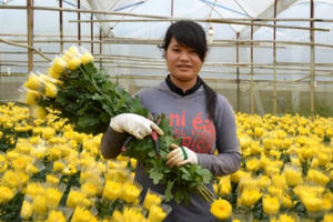 Đà Lạt: Hoa cúc tăng giá mạnh, người trồng hoa phấn khởi