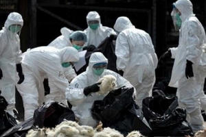 Virus cúm A(H7N9) thay đổi về độc lực ở gia cầm