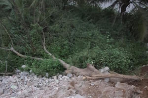 Chặt cây, cây đổ ra đường đè lên người phụ nữ đang đi xe máy