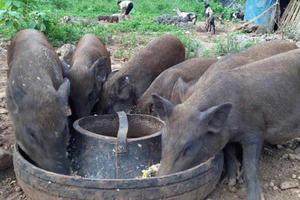 Chính phủ yêu cầu bãi bỏ quy định "lợn không được ăn cây chuối"