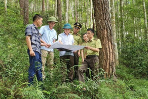 Phát hiện 3.327 vụ vi phạm ảnh hưởng đến rừng trong năm 2023