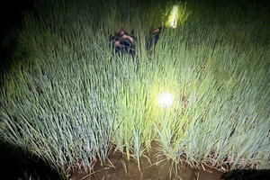 Khởi tố người đàn ông ở Gia Lai đặt bẫy chuột bằng điện khiến 2 người tử vong