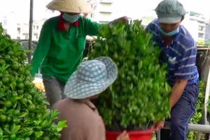 Chợ hoa “trên bến dưới thuyền” nhộn nhịp giao thương ngày cận Tết