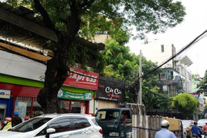 Đốn hạ, di dời 123 cây xanh để mở đường giảm kẹt xe ở Tân Sơn Nhất Đốn hạ, di dời 123 cây xanh để mở đường giảm kẹt xe ở Tân Sơn Nhất