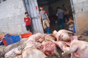 Biến lợn chết thành đặc sản thịt hun khói