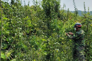 Nghệ An: Phát hiện thi thể người đàn ông đang phân hủy trên rẫy