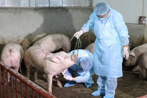 Dịch tả lợn Châu Phi diễn biến phức tạp, UBND tỉnh Hà Tĩnh ra công điện phòng, chống dịch bệnh