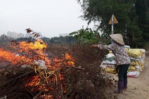 Số phận những cây đào không ra hoa dịp Tết Số phận những cây đào không ra hoa dịp Tết