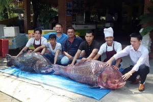 "Thuỷ quái" hơn nửa tạ lên bàn nhậu