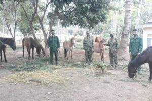 Sơn La: Bắt và thu giữ 8 con gia súc được vận chuyển trái phép qua biên giới Sơn La: Bắt và thu giữ 8 con gia súc được vận chuyển trái phép qua biên giới