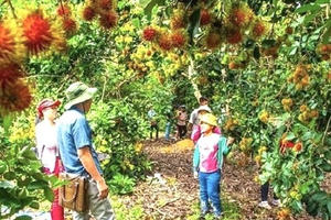 Đồng Nai chuẩn bị tổ chức Lễ hội Trái cây Long Khánh