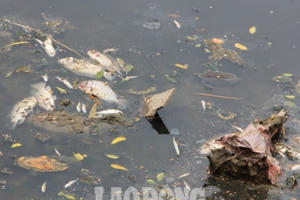 Cá chết nổi trắng một đoạn sông Tô Lịch do "va đập"?