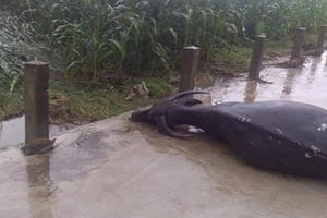 Mưa lớn cuốn trôi 14 cây cầu, gây nhiều thiệt hại ở Yên Bái