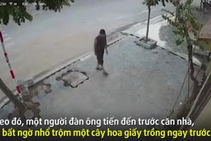 [Clip]: Phẫn nộ cảnh người đàn ông "vác nhầm" cây hoa giấy trước nhà dân