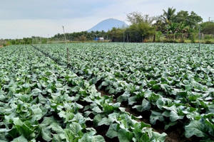 Tây Ninh và TP HCM Xây dựng chuỗi tiêu thụ nông sản, thực phẩm an toàn