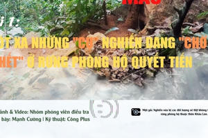 Bài 1: Xót xa những cụ nghiến đang “chờ chết” ở rừng phòng hộ Quyết Tiến