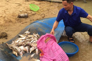 “Giải mã” nguyên nhân cá chết trên sông Con ở Nghệ An