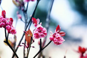 Du xuân ngắm đào chuông, xinh xắn và thanh nhã