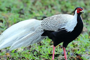 Bị xử phạt gần 1,2 tỷ đồng vì mua bán Gà lôi trắng