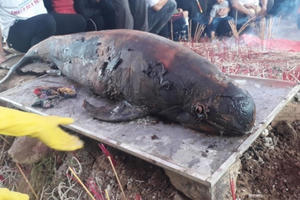 Nghệ An: Ngư dân quyên góp tiền làm lễ an táng cho cá ông dạt vào cửa sông