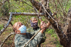 Chính phủ ủng hộ đề xuất dán tem phân biệt đào rừng