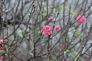 Giờ đẹp, hướng đẹp xuất hành đón tài lộc ngày mùng 1 Tết Tân Sửu