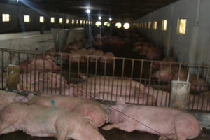 Nhập lợn thịt, giá lợn hơi vẫn neo mức cao